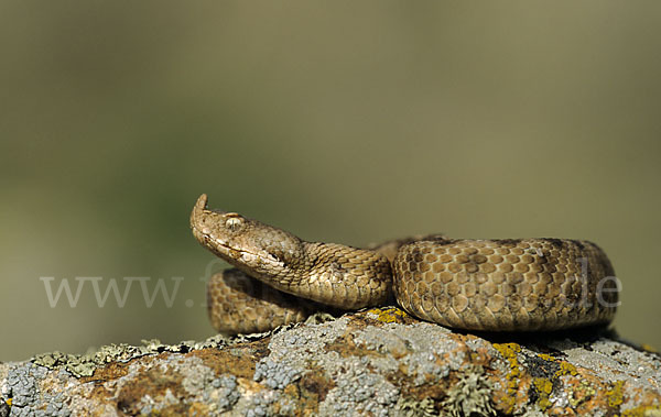 Europäische Hornotter (Vipera ammodytes)