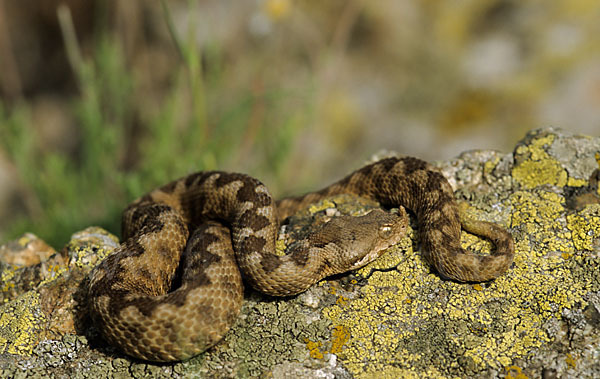 Europäische Hornotter (Vipera ammodytes)