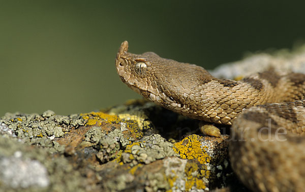 Europäische Hornotter (Vipera ammodytes)