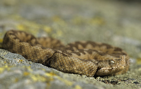 Europäische Hornotter (Vipera ammodytes)