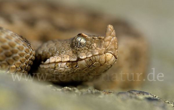 Europäische Hornotter (Vipera ammodytes)