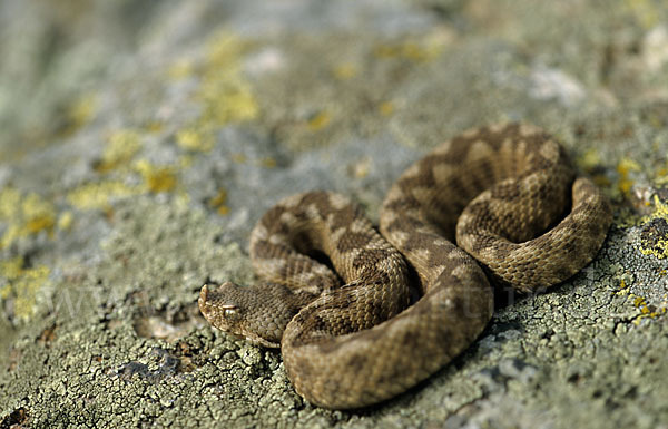 Europäische Hornotter (Vipera ammodytes)