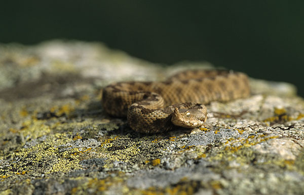 Europäische Hornotter (Vipera ammodytes)