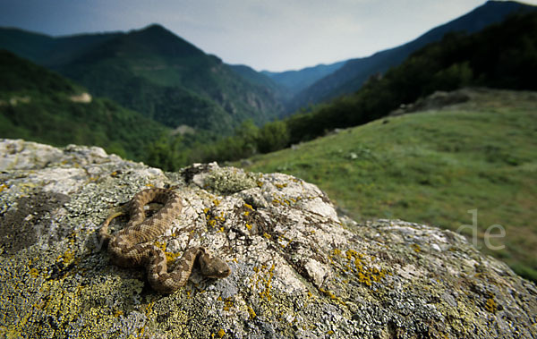 Europäische Hornotter (Vipera ammodytes)