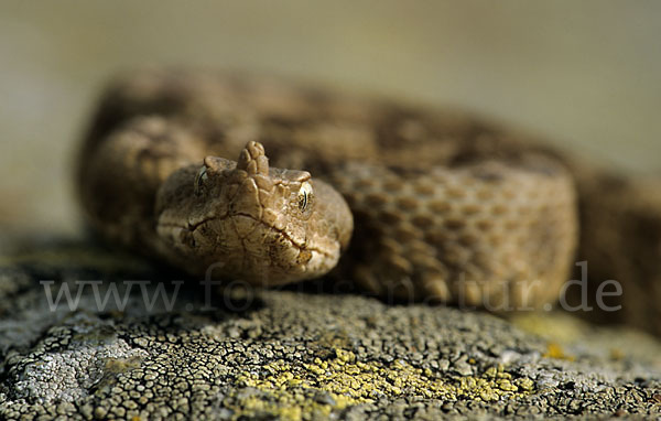 Europäische Hornotter (Vipera ammodytes)