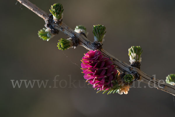 Europäische Lärche (Larix decidua)