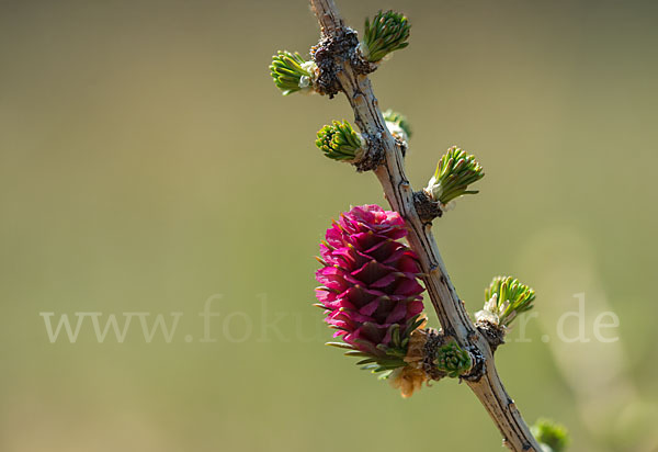 Europäische Lärche (Larix decidua)