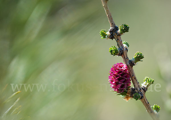 Europäische Lärche (Larix decidua)