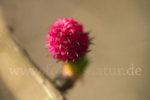 Europäische Lärche (Larix decidua)