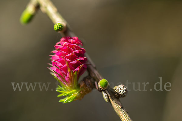 Europäische Lärche (Larix decidua)