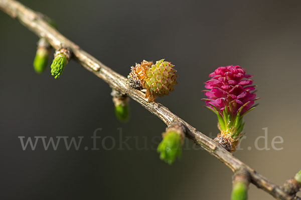 Europäische Lärche (Larix decidua)