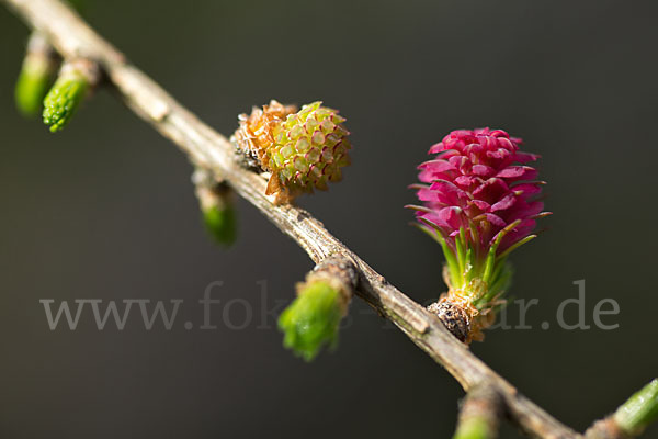 Europäische Lärche (Larix decidua)