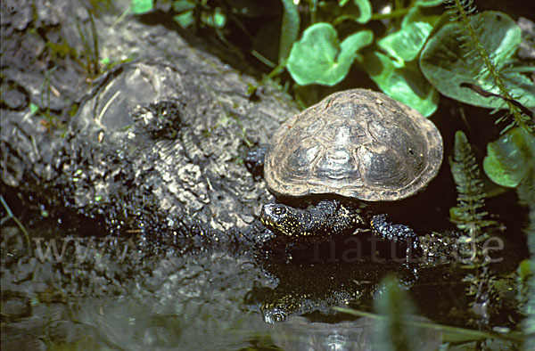 Europäische Sumpfschildkröte (Emys orbicularis)