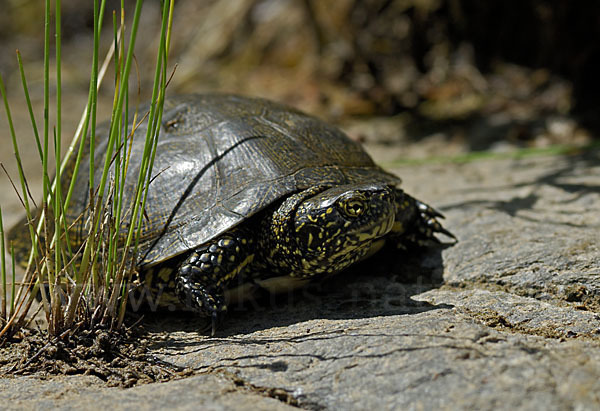 Europäische Sumpfschildkröte (Emys orbicularis)