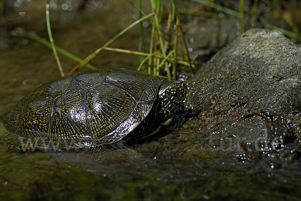 Europäische Sumpfschildkröte (Emys orbicularis)