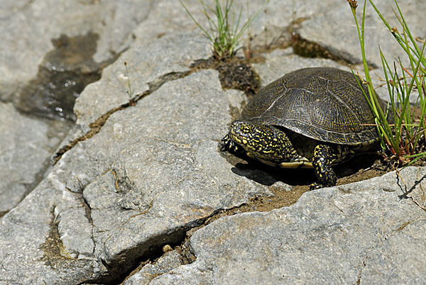 Europäische Sumpfschildkröte (Emys orbicularis)