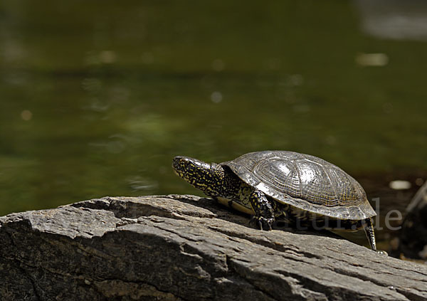 Europäische Sumpfschildkröte (Emys orbicularis)