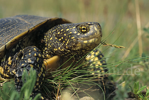 Europäische Sumpfschildkröte (Emys orbicularis)