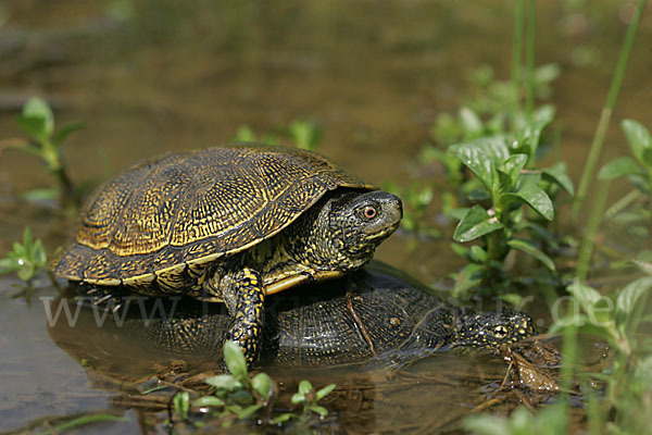 Europäische Sumpfschildkröte (Emys orbicularis)