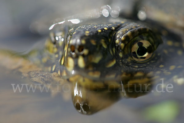 Europäische Sumpfschildkröte (Emys orbicularis)