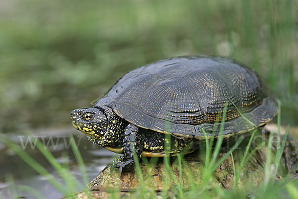 Europäische Sumpfschildkröte (Emys orbicularis)