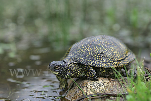 Europäische Sumpfschildkröte (Emys orbicularis)