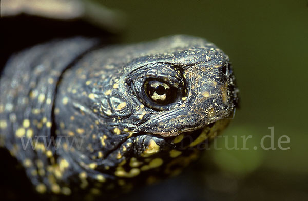 Europäische Sumpfschildkröte (Emys orbicularis)