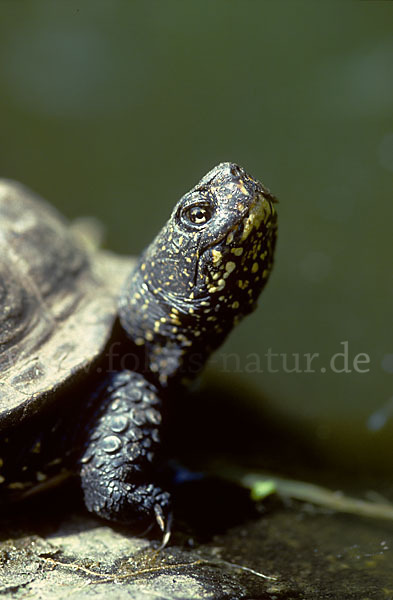 Europäische Sumpfschildkröte (Emys orbicularis)