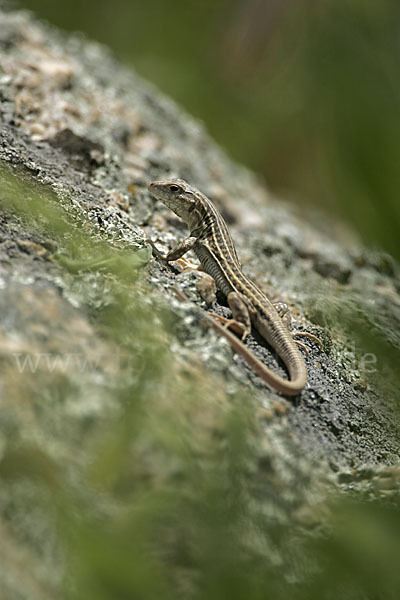 Europäischer Fransenfinger (Acanthodactylus erythrurus)