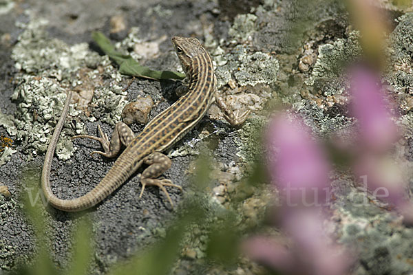 Europäischer Fransenfinger (Acanthodactylus erythrurus)