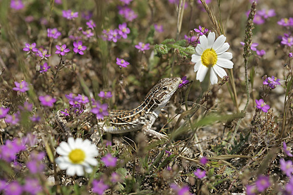 Europäischer Fransenfinger (Acanthodactylus erythrurus)