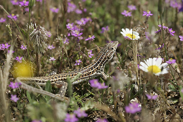 Europäischer Fransenfinger (Acanthodactylus erythrurus)