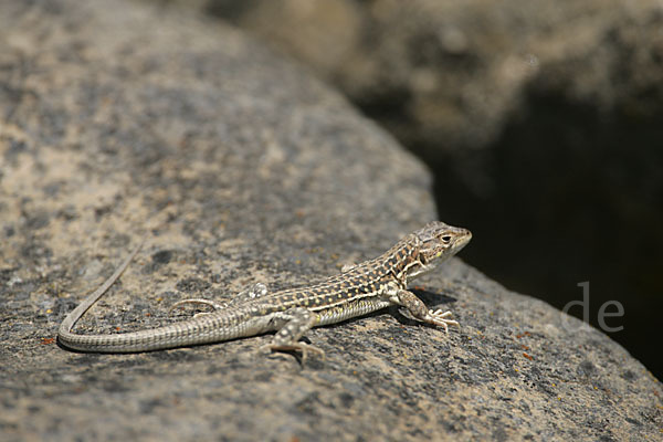 Europäischer Fransenfinger (Acanthodactylus erythrurus)