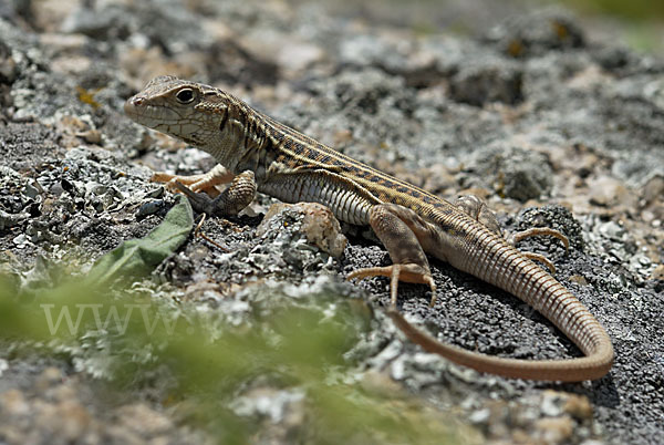 Europäischer Fransenfinger (Acanthodactylus erythrurus)