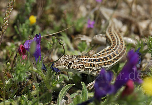 Europäischer Fransenfinger (Acanthodactylus erythrurus)