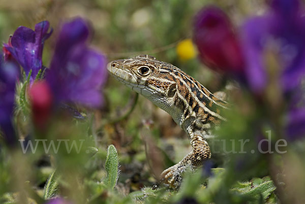 Europäischer Fransenfinger (Acanthodactylus erythrurus)