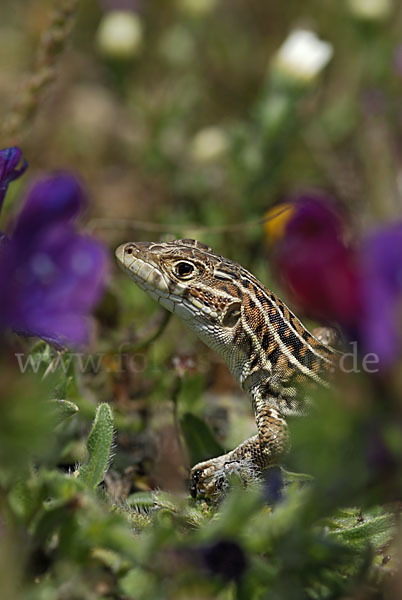 Europäischer Fransenfinger (Acanthodactylus erythrurus)