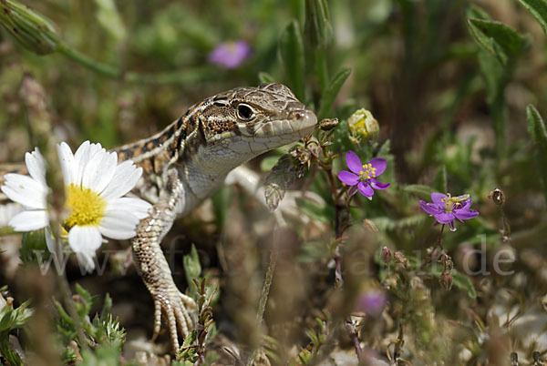 Europäischer Fransenfinger (Acanthodactylus erythrurus)