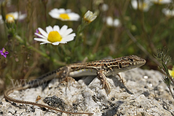 Europäischer Fransenfinger (Acanthodactylus erythrurus)