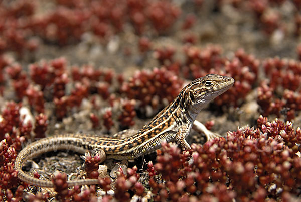 Europäischer Fransenfinger (Acanthodactylus erythrurus)