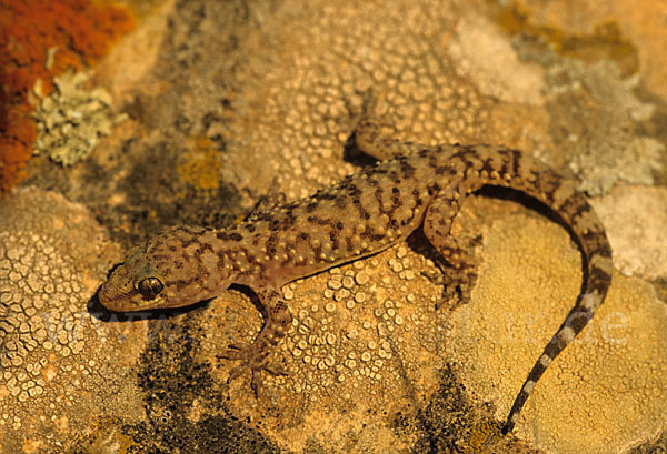 Europäischer Halbfinger (Hemidactylus turcicus)