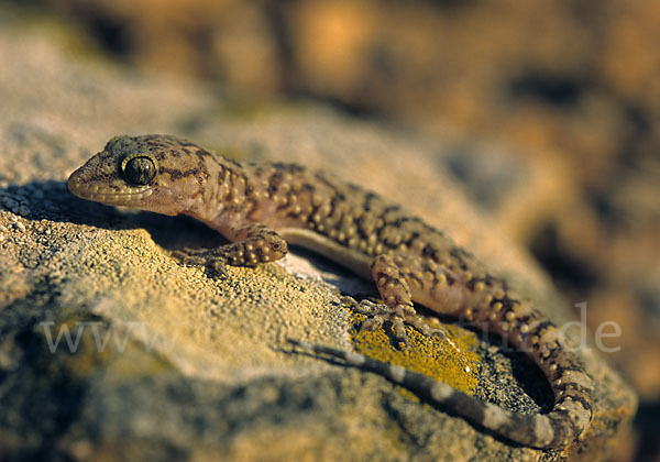 Europäischer Halbfinger (Hemidactylus turcicus)