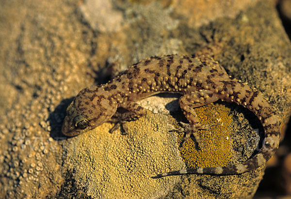 Europäischer Halbfinger (Hemidactylus turcicus)