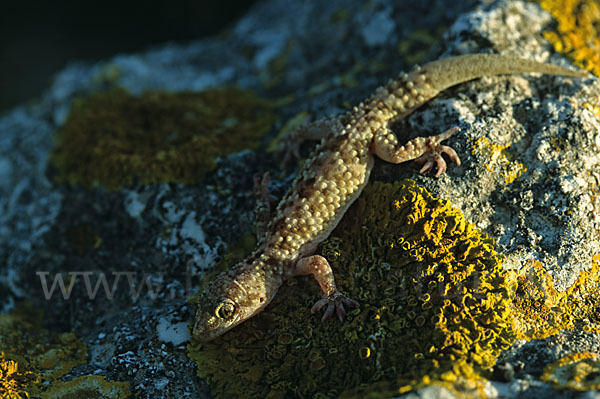 Europäischer Halbfinger (Hemidactylus turcicus)