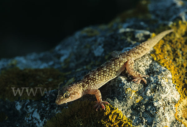 Europäischer Halbfinger (Hemidactylus turcicus)