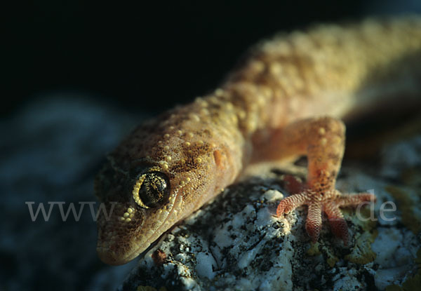 Europäischer Halbfinger (Hemidactylus turcicus)