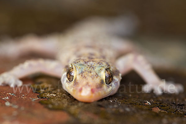 Europäischer Halbfinger (Hemidactylus turcicus)