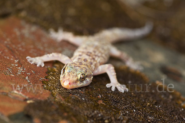 Europäischer Halbfinger (Hemidactylus turcicus)