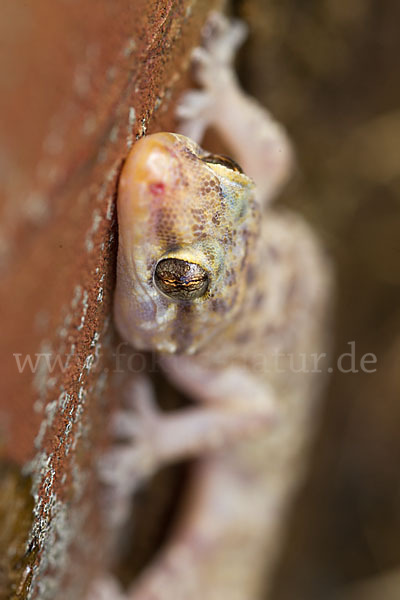 Europäischer Halbfinger (Hemidactylus turcicus)