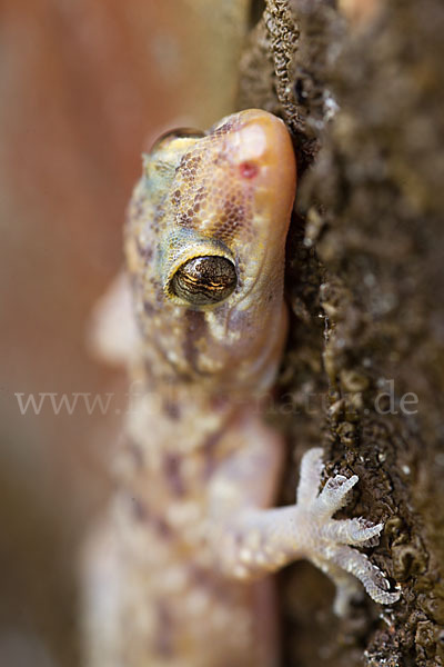 Europäischer Halbfinger (Hemidactylus turcicus)